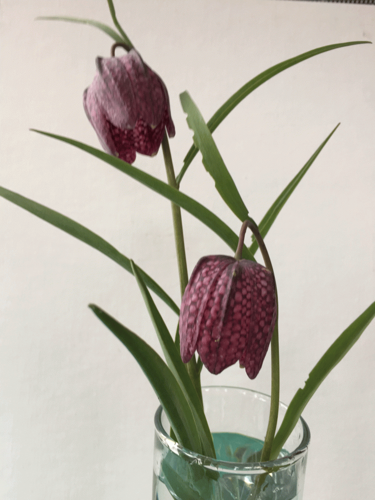 This is a photo of Fritillaria